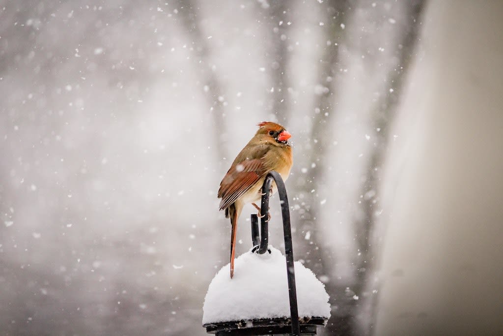 Photo by Bonnie Kittle A orange and yellow bird sits on top of a bird feeder in the snow.